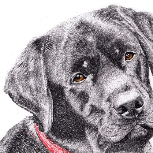 A pencil drawing of a black Labrador with their head tilted to the side, looking at the viewer